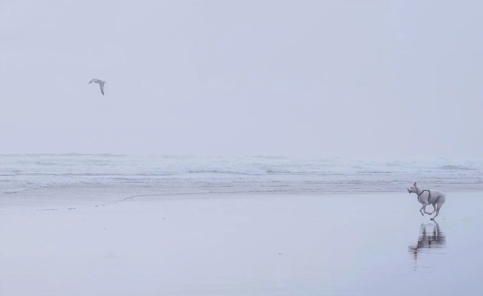 bird and dog at the beach