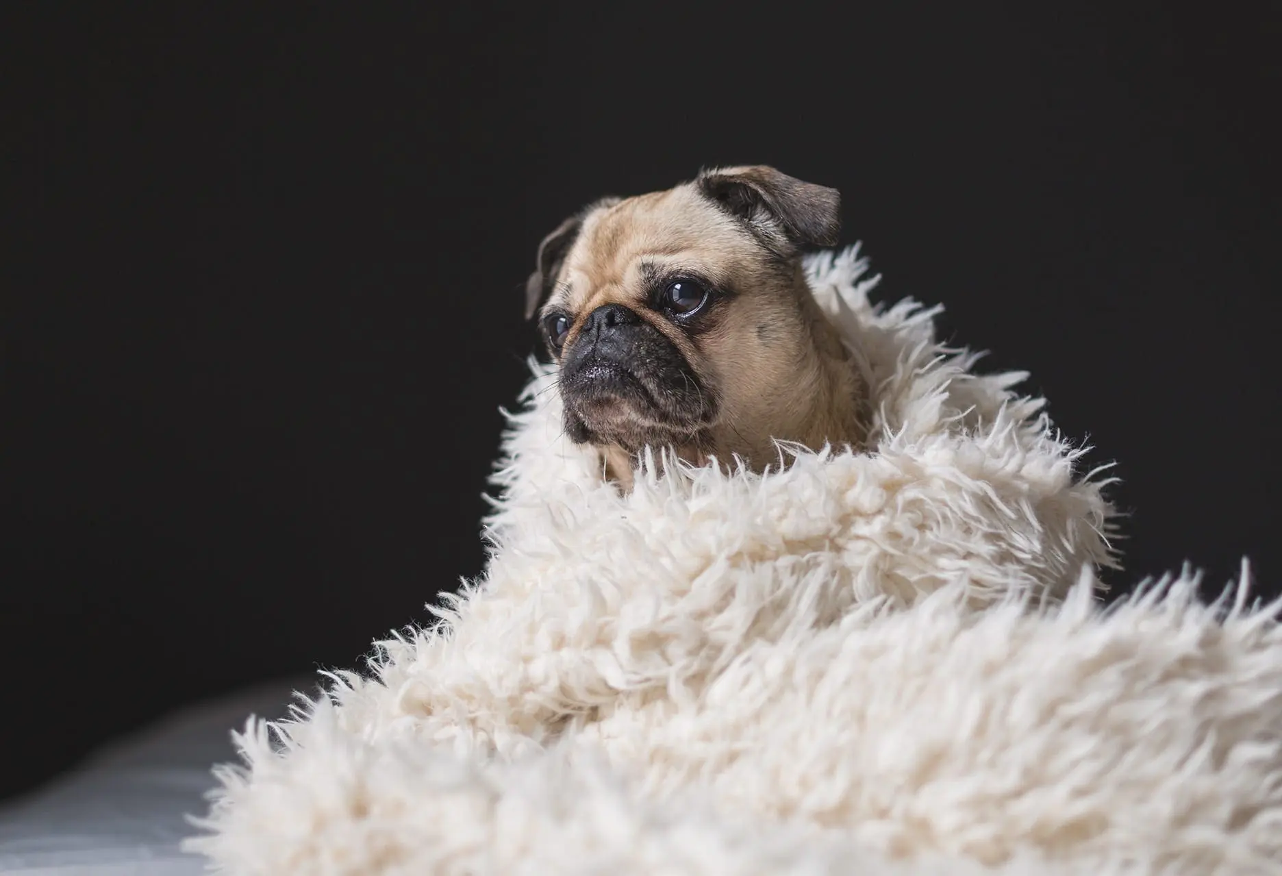 a dog