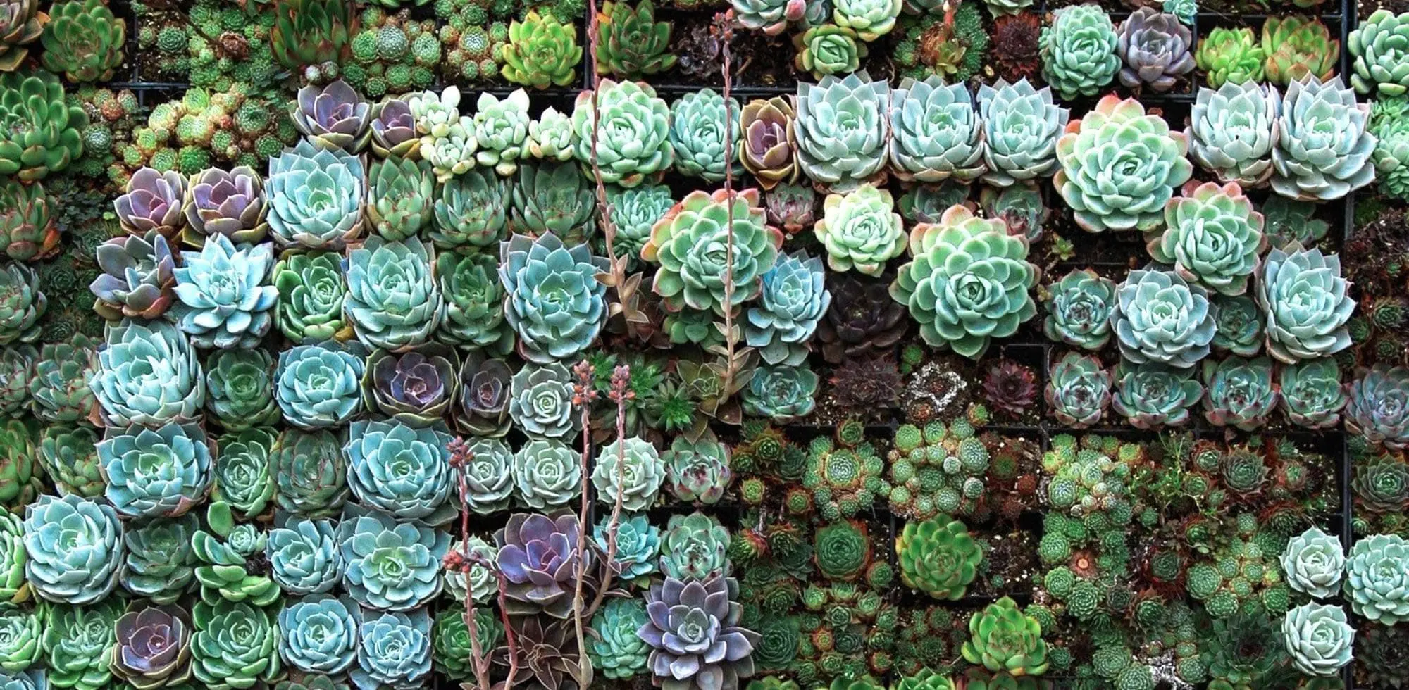 succulents