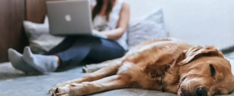 How to Work from Home Without Getting Lost