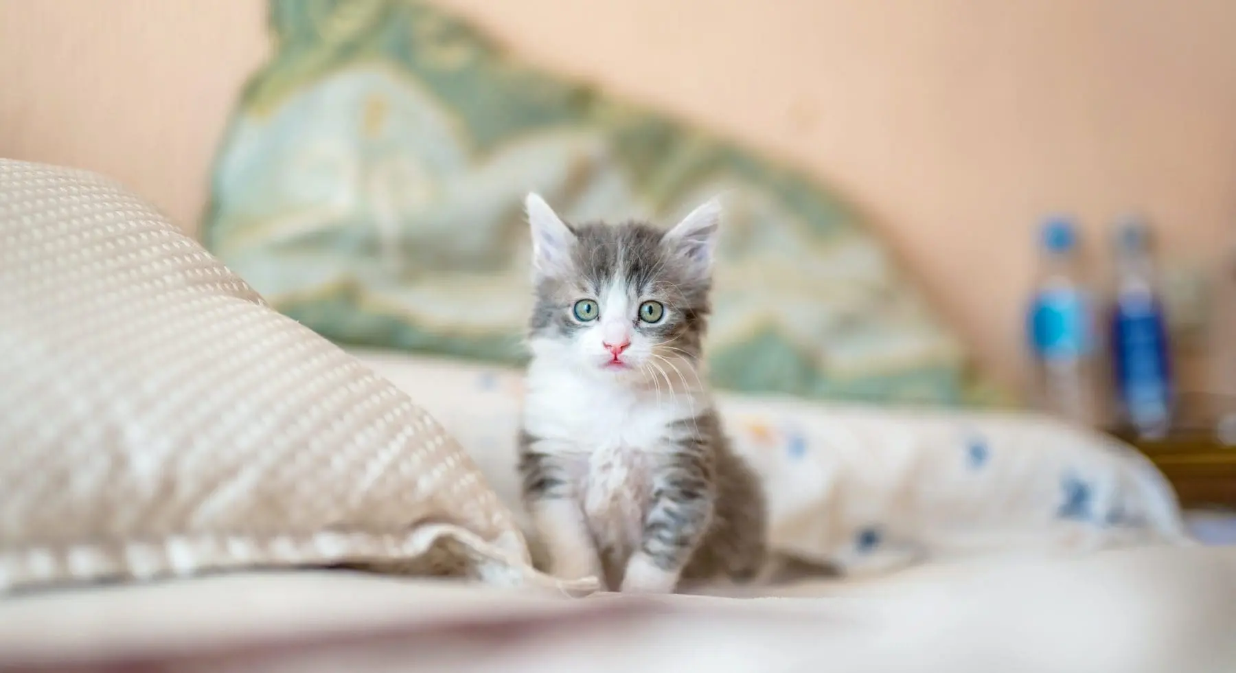 A kitten sitting on a bed